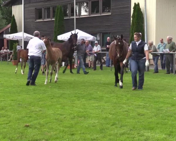 Stuten- und Fohlenschau in Delbrück 2016