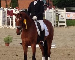 dressage horse Sommergold (Oldenburg, 2007, from Sandro Hit)