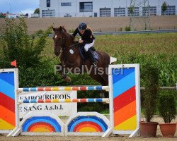 jumper Zamantha (KWPN (Royal Dutch Sporthorse), 2004, from Furore)