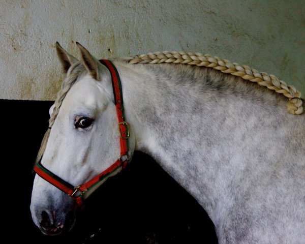 stallion Bolero (Pura Raza Espanola (PRE), 2010, from Impaciente)