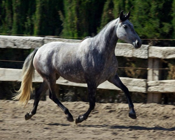 Zuchtstute Africana (Pura Raza Espanola (PRE), 2007)