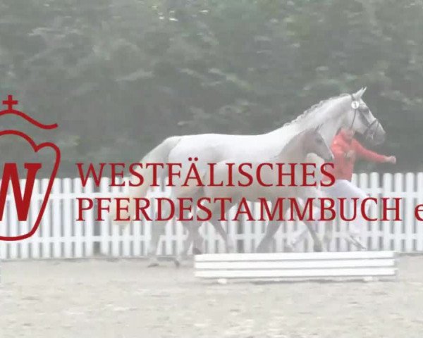Stuten- und Fohlenschau in Ostönnen 2016