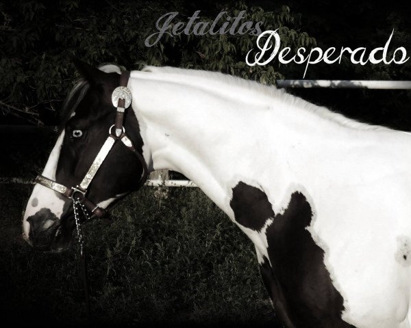 Deckhengst Jetalitos Desperado (Paint Horse,  )