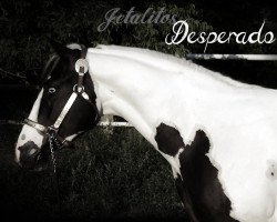 Pferd Jetalitos Desperado (Paint Horse)