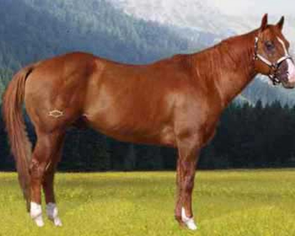 Deckhengst Tejons Little Johnny (Quarter Horse, 1990, von Peppy San Badger)