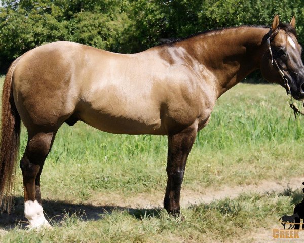 Deckhengst Tejons San Badger (Quarter Horse, 1998, von Tejons Little Johnny)