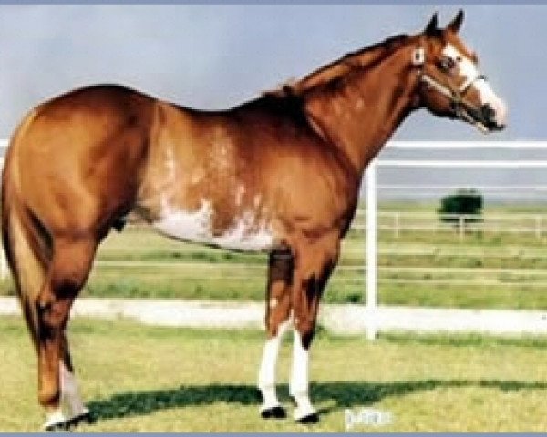stallion Versa Star (Paint Horse, 1980, from Versary Bars)