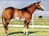 stallion Versa Star (Paint Horse, 1980, from Versary Bars)