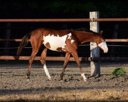 Pferd Limited Revolution (Paint Horse, von Radical Revolution)