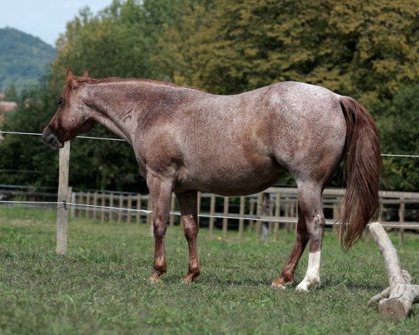 Zuchtstute Good Hot Lovin (Quarter Horse,  , von Zippos Mr Good Bar)