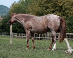 Zuchtstute Good Hot Lovin (Quarter Horse,  , von Zippos Mr Good Bar)