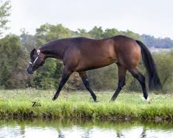 stallion Lazy Loper (Quarter Horse,  )
