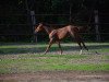 Deckhengst Leroy (Quarter Horse, 2014, von Lazy Loper)