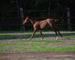 Springpferd Leroy (Quarter Horse, 2014, von Lazy Loper)