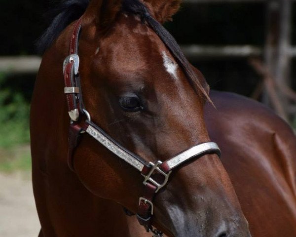 stallion Radical Timetraveler (Quarter Horse,  , from Radical Revolution)