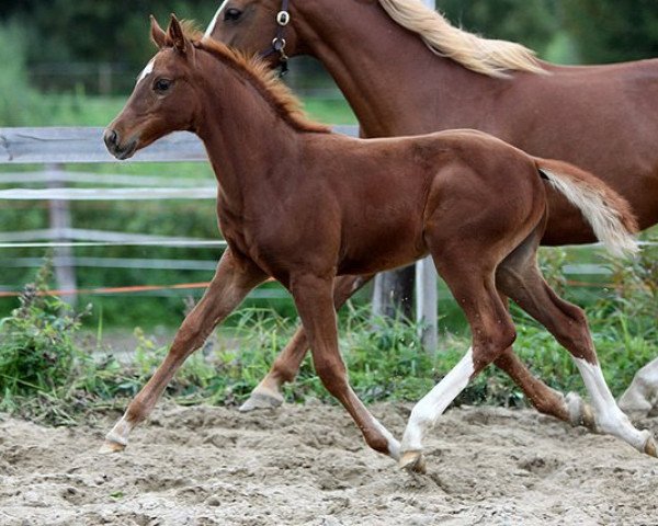 Zuchtstute Cordlake's I Know (Deutsches Reitpony, 2011, von Flora's Hof Magic)