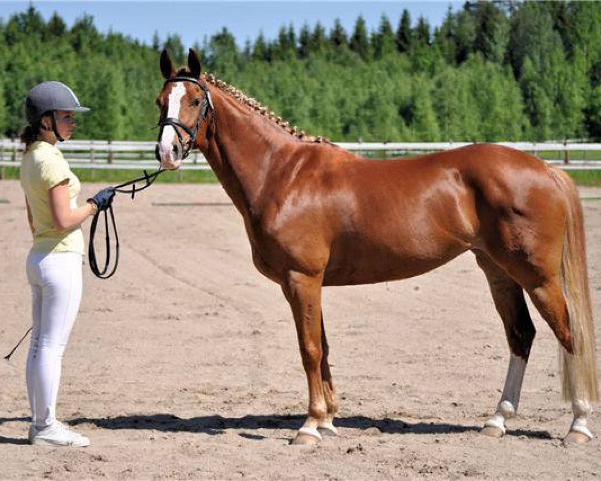 Zuchtstute Pia 91 RP (Deutsches Reitpony, 2000, von Playboy)