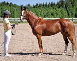 broodmare Pia 91 RP (German Riding Pony, 2000, from Playboy)