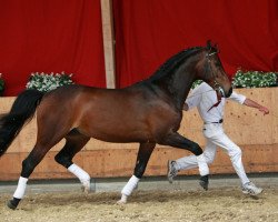 Deckhengst Sir Scandic (KWPN (Niederländisches Warmblut), 2004, von Watermill Scandic)