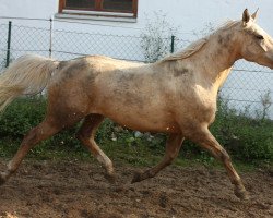 Pferd Monty (Kinsky-Pferd, 2010)