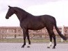 broodmare Tewri (KWPN (Royal Dutch Sporthorse), 2000, from Krack C)