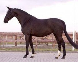 broodmare Tewri (KWPN (Royal Dutch Sporthorse), 2000, from Krack C)