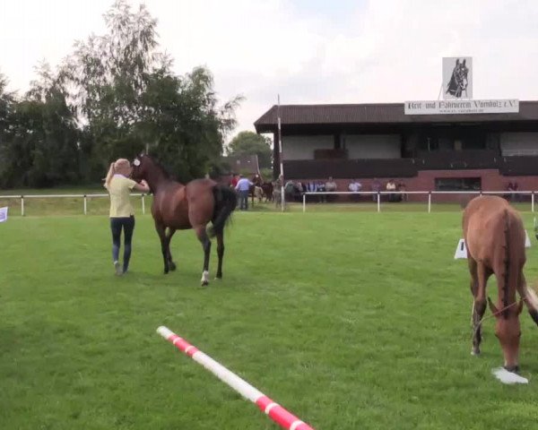 Stuten- und Fohlenschau in Ennigerloh 2016