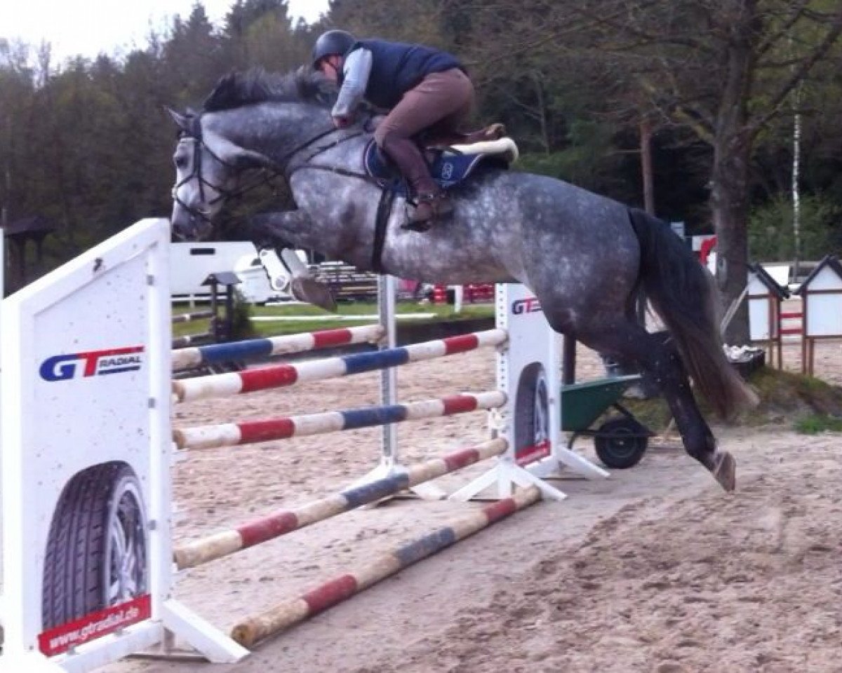 Springpferd Come on Calle (Holsteiner, 2009, von Calido I)
