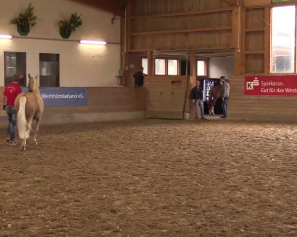 Stuten- und Fohlenschau in Coesfeld 2016