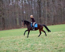 horse Midnight Rose (German Warmblood, 2009, from Liberator 2574)