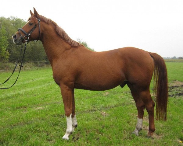 stallion Heldenberg (Trakehner, 1992, from Symbol)