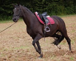 broodmare Dorena (Hanoverian, 2004, from Dauphin)