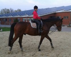 dressage horse Shogun 157 (Westphalian, 2005, from Santa Cruz)