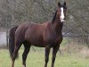 broodmare Masallah 2 (Polish Warmblood, 2003, from Dyskobol)