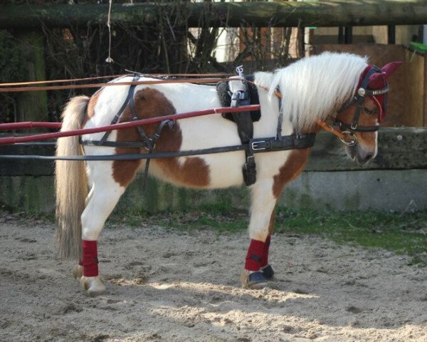 Dressurpferd Ronja (Dt.Part-bred Shetland Pony, 2000)