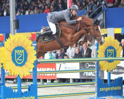 jumper Ibabco (Belgian Warmblood, 2008, from Nabab de Rêve)