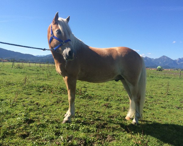 Springpferd Silvio (Haflinger, 2002)