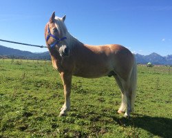 jumper Silvio (Haflinger, 2002)