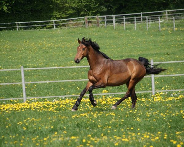 Springpferd Cash 178 (Holsteiner, 2007, von Canto)