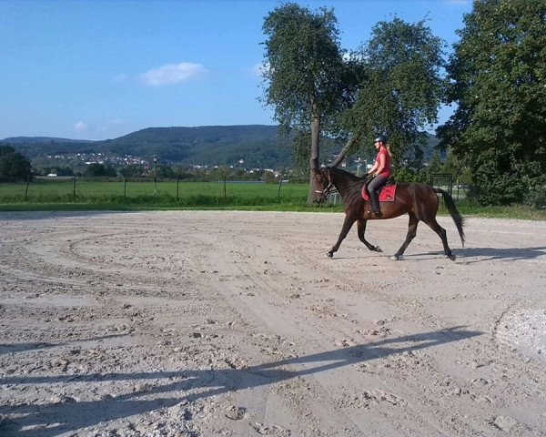 Pferd Daliah K (Deutsches Sportpferd, 2004, von Magnat II)