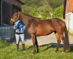 broodmare Peraly (Trakehner, 2010, from Axis TSF)