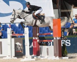 jumper Sadesso (Oldenburg show jumper, 2007, from Sandro Boy)