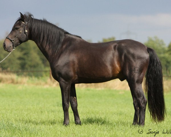 stallion Tápies (Pura Raza Espanola (PRE), 2000)