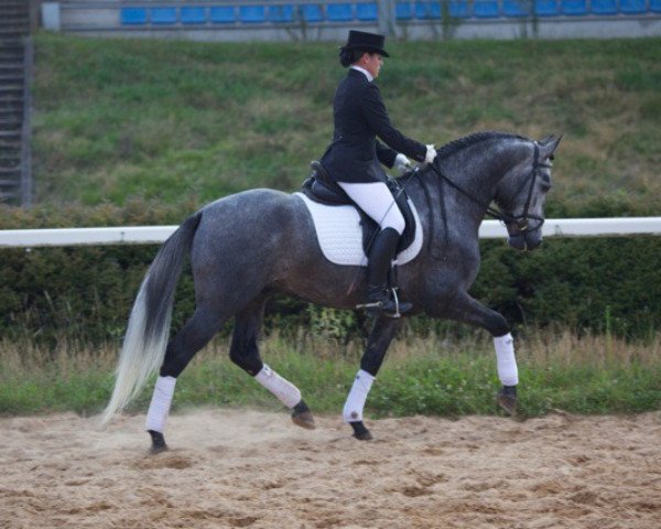 Pferd Centeno (Pura Raza Espanola (PRE), 2007)