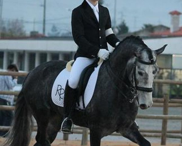 horse Estroia (Lusitano, 2009)