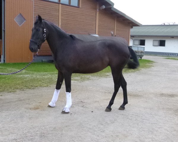 broodmare Garolina (Pura Raza Espanola (PRE), 2011)