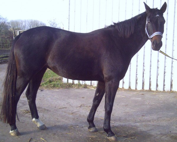 broodmare Jugendliebe (Mecklenburg, 1996, from Juon I)