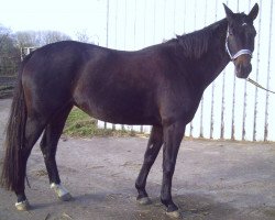 broodmare Jugendliebe (Mecklenburg, 1996, from Juon I)