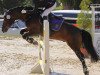 dressage horse Baron Bonito (German Riding Pony, 2004, from Bolero)