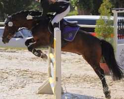 dressage horse Baron Bonito (German Riding Pony, 2004, from Bolero)